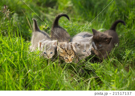 Little tabby kittens on green grass Little tabby kittens on green grass 21517137