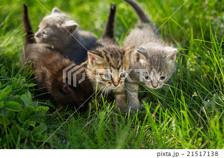 Little tabby kittens on green grass Little tabby kittens on green grass 21517138