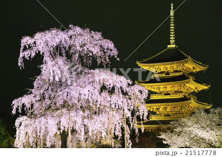 世界遺産 東寺の五重塔と桜のライトアップ 21517778