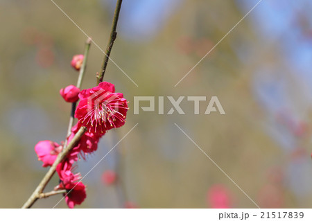 鹿児島紅・梅の花 21517839