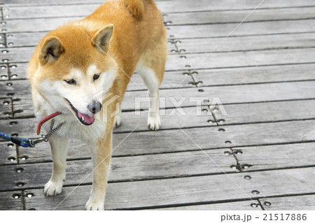 ボードウォークの芝犬 21517886