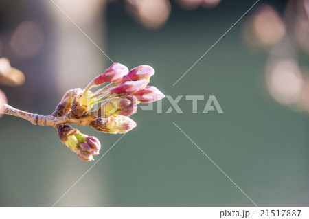 サクラの蕾 21517887
