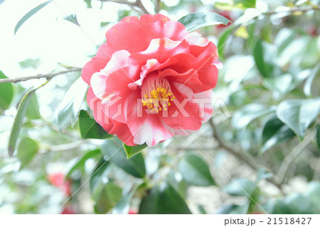 絞儒子 絞儒子 21518427