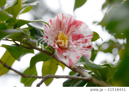 エゾニシキ 21518431