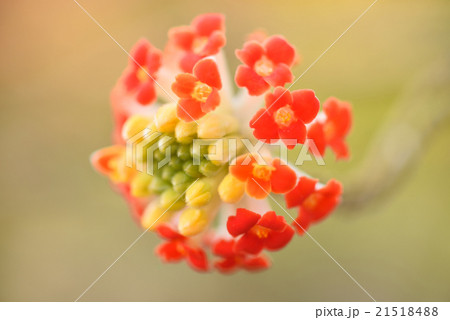 ミツマタの花 ミツマタの花 21518488