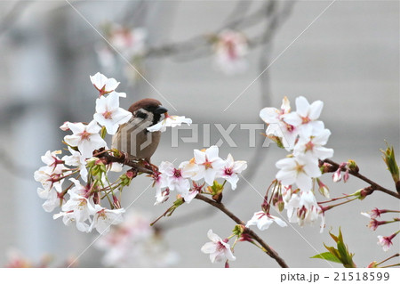 美味しいのかな 21518599