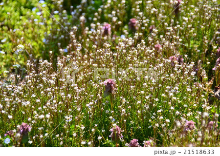 タネツケバナ タネツケバナ 21518633