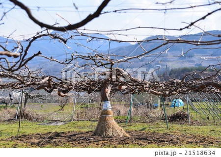 ブドウの果樹園 ブドウの果樹園 21518634