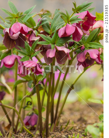 クリスマスローズ クリスマスローズ 21519385