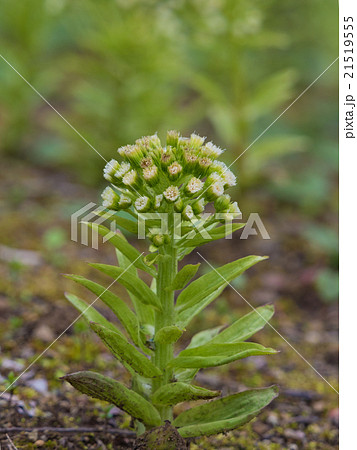 開いたフキノトウ 21519555