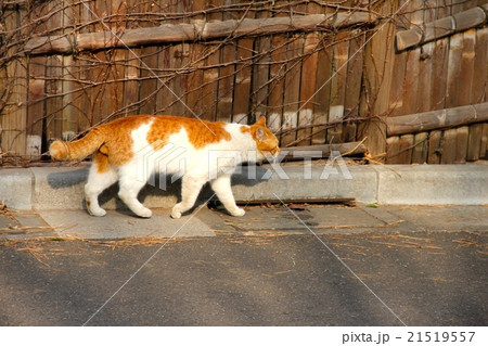 野良猫散歩 21519557