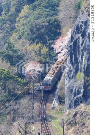 ヤマザクラをぬける大井川鉄道 21519850