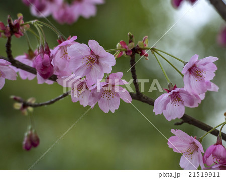 陽光桜 陽光桜 21519911