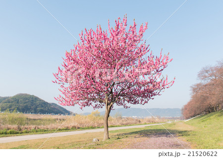 京都　背割堤の桜 21520622