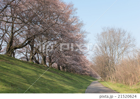 京都　背割堤の桜 21520624