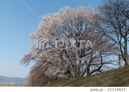 京都　背割堤の桜 21520625