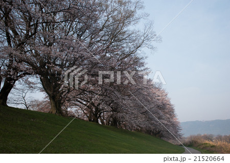 京都　背割堤の桜 21520664