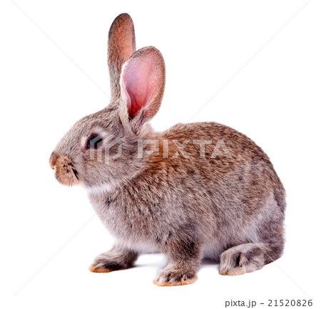 gray rabbit isolated gray rabbit isolated 21520826