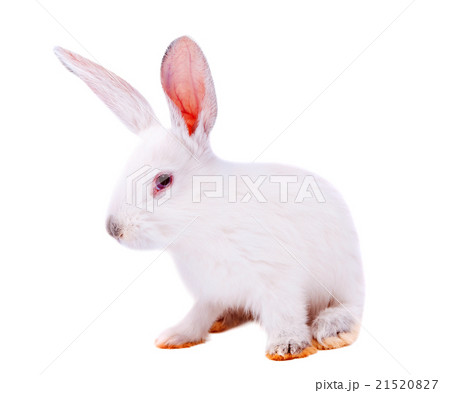 white rabbit isolated 21520827