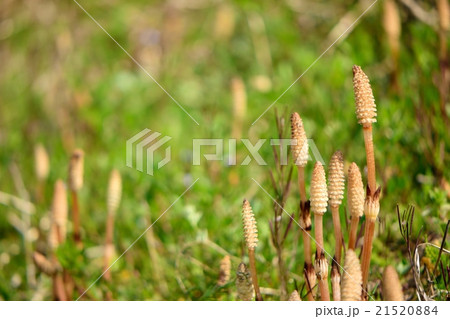 春の野原に伸びるツクシ 21520884
