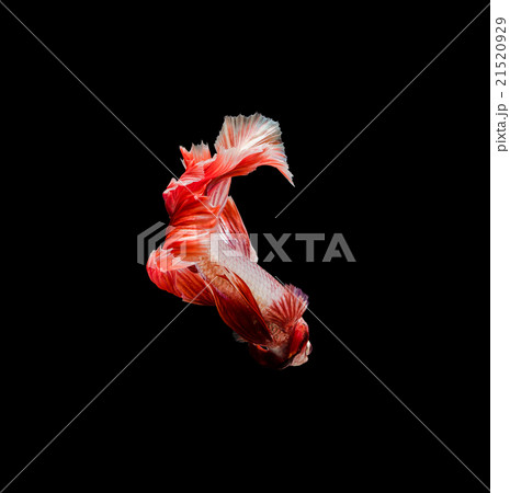 red siamese fighting fish , betta 21520929
