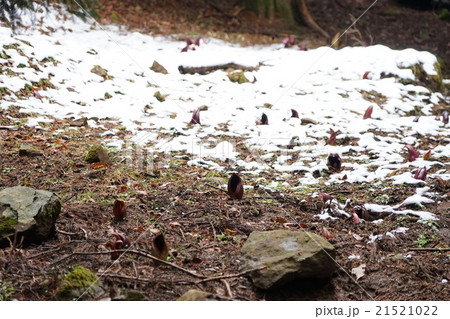 3月花　ザゼンソウ36竹森の群生地 21521022