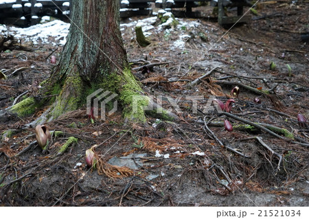3月花　ザゼンソウ48竹森の群生地 21521034