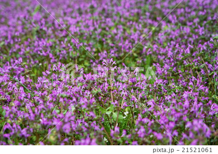 3月花　ホトケノザ21甲州市 21521061