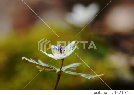 3月花　セツブンソウ76両神村の群生地 21521075
