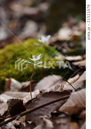 3月花 セツブンソウ77両神村の群生地 3月花 セツブンソウ77両神村の群生地 21521076