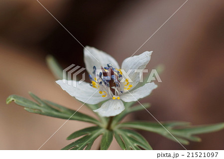 3月花 セツブンソウ86両神村の群生地 3月花 セツブンソウ86両神村の群生地 21521097