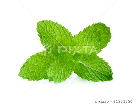 Fresh mint isolated on the white background 21521550