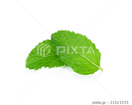 Fresh mint isolated on the white background Fresh mint isolated on the white background 21521555