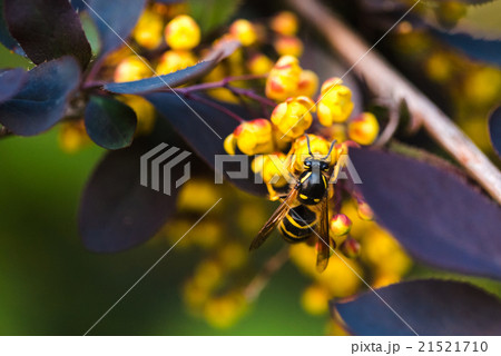 branch of a blossoming spring Berberis ottawensis  branch of a blossoming spring Berberis ottawensis  21521710