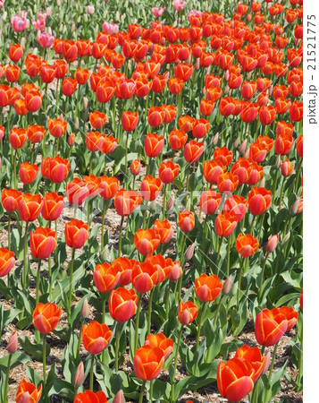 チューリップ チューリップ 21521775