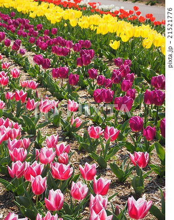 チューリップ チューリップ 21521776