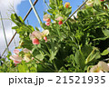 エンドウの花 21521935