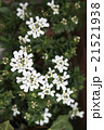 イベリスの花 21521938