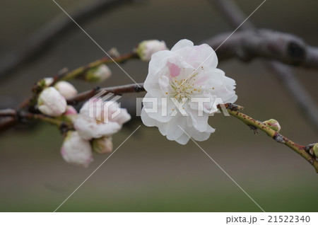 桃の花 21522340