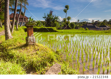 Rice field in Ubud, Bali 21522348