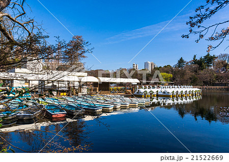 東京 井の頭公園 ボート乗り場の写真素材