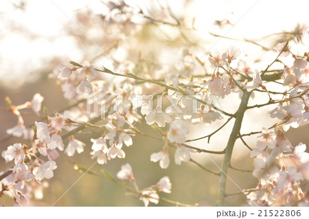 桜 桜 21522806