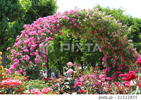美しき薔薇の花 その29 : 花と植物が織りなす色紙 その95 美しき薔薇の花 その29 : 花と植物が織りなす色紙 その95 21522855