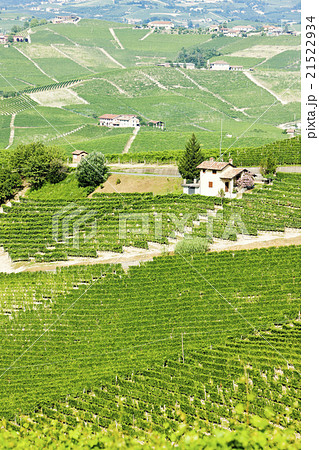vineyars near Barolo, Piedmont, Italy vineyars near Barolo, Piedmont, Italy 21522934