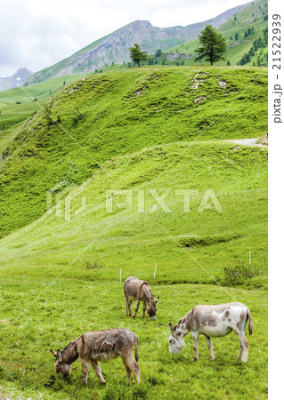 donkeys, landscape of Piedmont near French borders donkeys, landscape of Piedmont near French borders 21522939