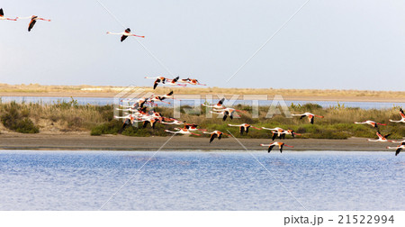 flamingos in Camargue, Provence, France flamingos in Camargue, Provence, France 21522994