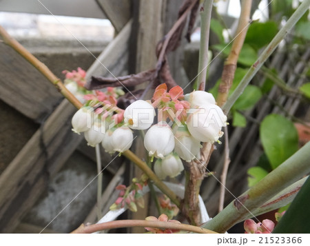 ブルーベリーの花 21523366