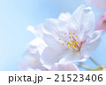 ニホンのサクラ 21523406