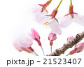 ニホンのサクラ 21523407