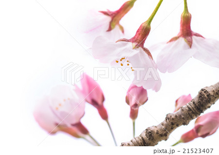 ニホンのサクラ ニホンのサクラ 21523407